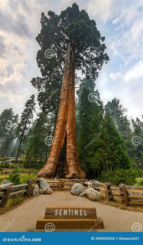 Sentinel Tree - Sequoia National Park Stock Photo - Image of cruz ...