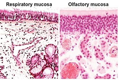 Olfactory Epithelium Slide