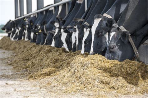 QLF liquid feed as an effective feed source to drive milk profitability ...