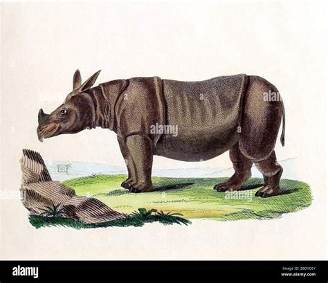 Javan Rhinoceros, Endangered Species Stock Photo - Alamy