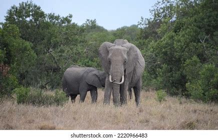 Baby Elephants Their Mothers Beauty Africa Stock Photo 2220966483 ...