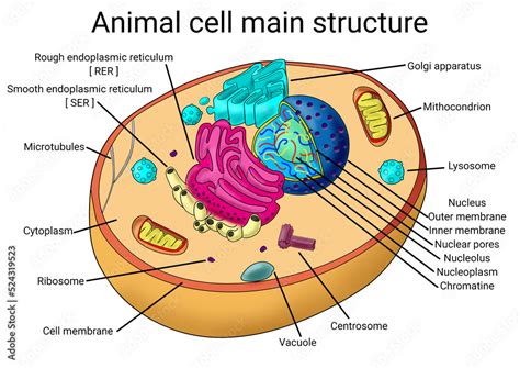 Science Cytology biology animal cell structure diagram school medicine medical study organelles ...