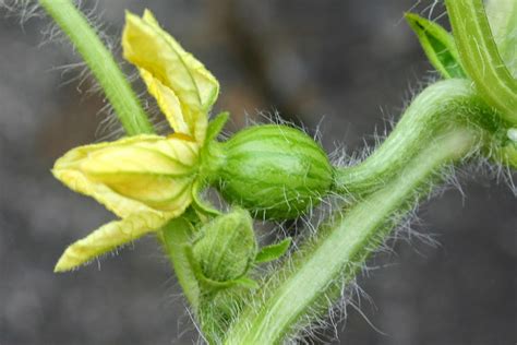 HOW TO GROW WATERMELONS FROM SEED |The Garden of Eaden