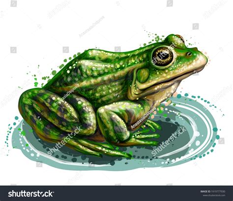 Frog Color Graphic Vector Portrait Frog Stock Vector (Royalty Free) 1919777930 | Shutterstock