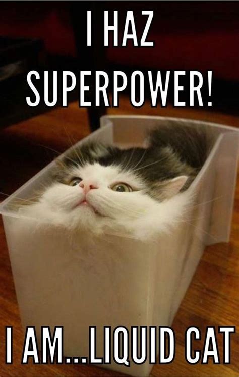 24 Super Funny memes cats – Motivational Life Quotes | Funny animal ...