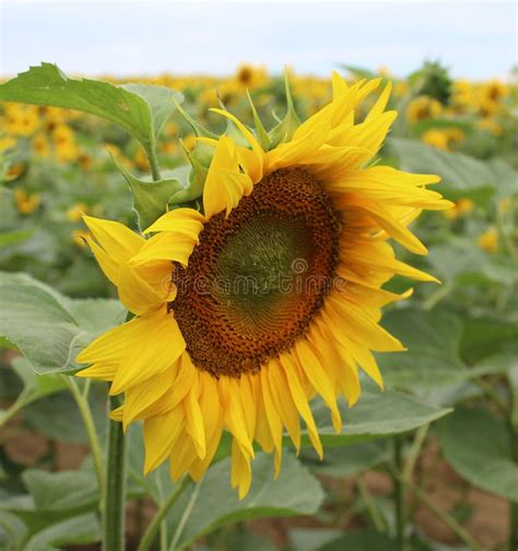 Sonnenblume auf einem Feld stockbild. Bild von sonnenblumen - 96086983