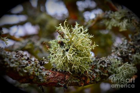 Fruticose Lichen on tree branch Photograph by Yvonne Johnstone