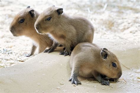 Pin by ZooBorns on ZooBorns | Baby capybara, Capybara, Zooborns