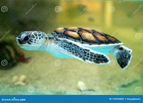 Baby Turtle Keep in the Breeding Aquarium. Stock Photo - Image of color, green: 139094802