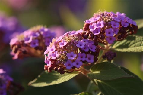 Heliotrope Flower Meaning, Symbolism & Spiritual Significance - Foliage Friend - Learn About ...