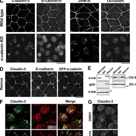 Schematic of α-catenin and its interacting partners α-catenin contains... | Download Scientific ...