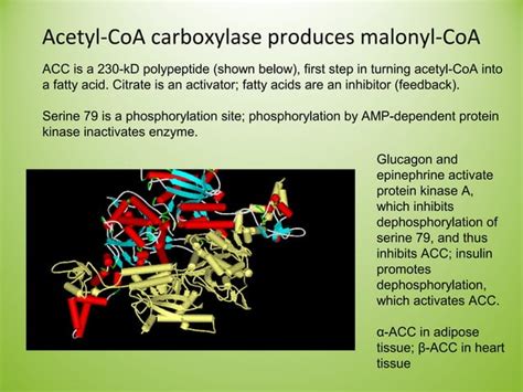 Lipid biosynthesis | PPT