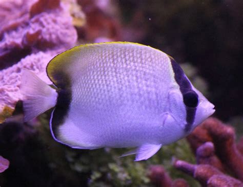 Reef butterflyfish - ZooChat