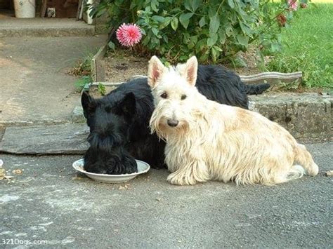 Scottish Terrier Grooming Guide - Sharda Bakers Dog World