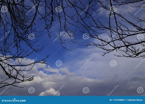 Tree Silhouette on Blue Sky Background. Stock Image - Image of view ...