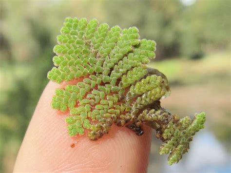 Azolla pinnata - Alchetron, The Free Social Encyclopedia