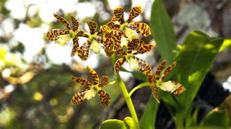 Bringing A 'Million Orchids' To Florida's Trees | WLRN