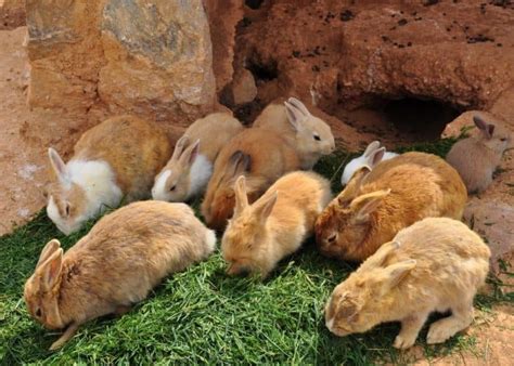 The Rabitat: A Humane Rabbit Habitat – BACKYARDABLES