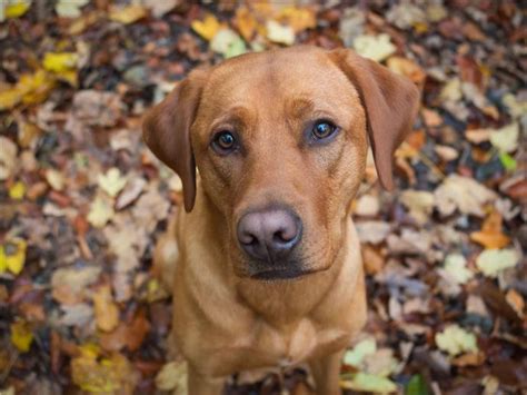 16 Rote Hunderassen, die für Aufsehen sorgen - Point Pet