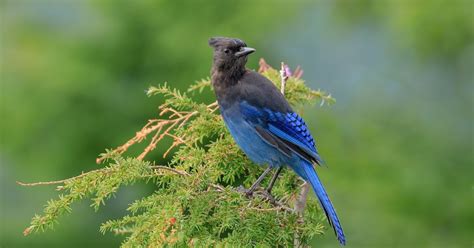 Hand feeding a Steller's Jay