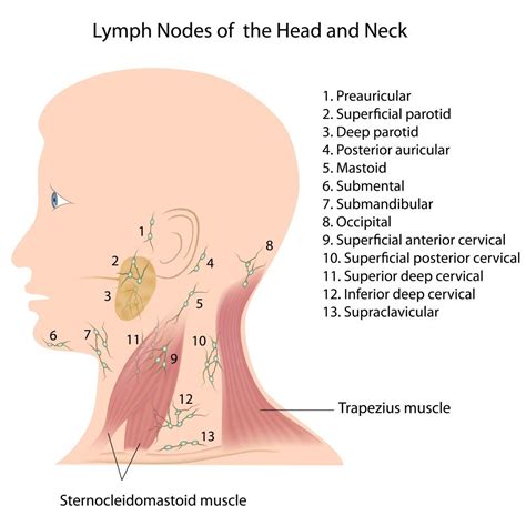 Bumps, ridges, and soft spots on a baby's head. When should you worry ...