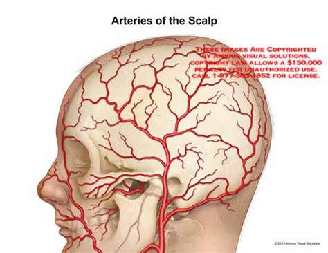 Scalp Vein – SCALP