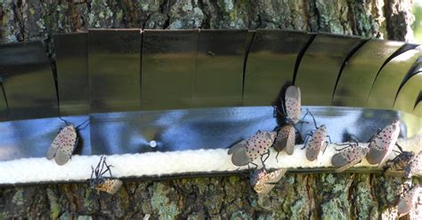 Spotted Lanternfly Tree Collar Trap | Indiegogo