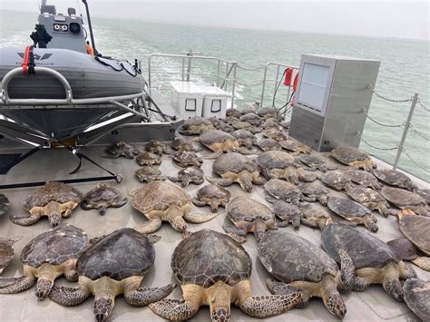 Sea Turtle Rescue Effort Update from Texas - Turtle Survival Alliance