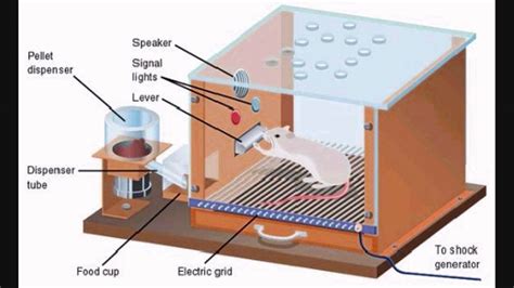 Skinner Box Diagram