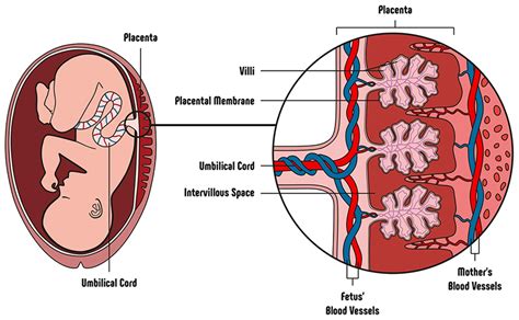 placenta - Boston Law Group, LLC