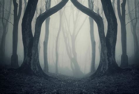 Scary Woods Wallpaper