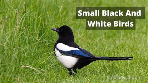 12 Small Black And White Birds (Inc. Awesome Photos) - Birds Advice