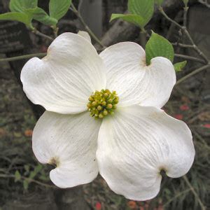 North Carolina State Flower, Dogwood (Cornus florida), from NETSTATE.COM