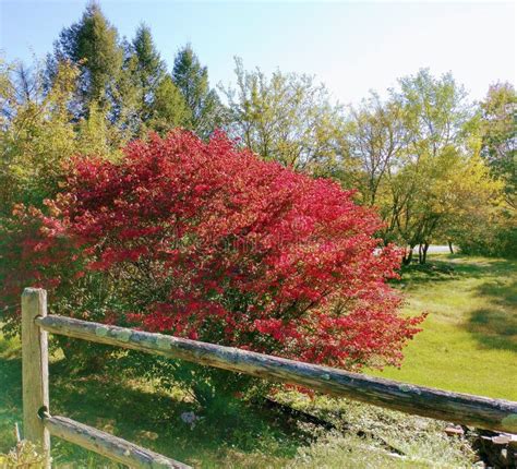 Burning Bush with Pines and Fence in Fall Stock Photo - Image of fall ...