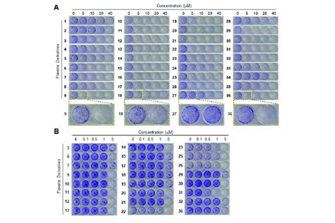 Effects of flavone derivatives on the inhibition of clonogenicity of... | Download Scientific ...