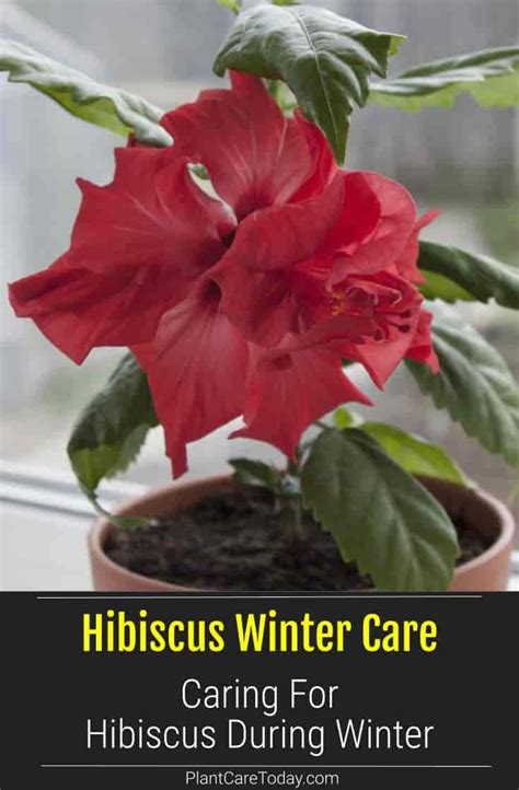 Hibiscus Winter Care: Caring For Hibiscus Tree In Winter | Hibiscus tree, Growing hibiscus ...