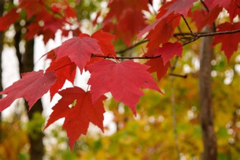 Ontario Native Maple Trees – Carroll Property Services