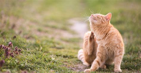 Signs of Feline Allergies | Blue Buffalo