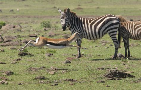 Thomson's Gazelle Running At Full Speed Photograph by Howard Kennedy