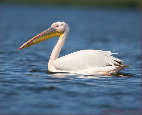 Great White Pelican Pelecanus onocrotalus – Bird Sightings from Kuwait