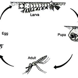 Culex Mosquito Life Cycle
