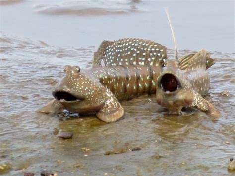 Aquatic Science: The Mudskipper