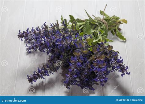 Ajuga stock photo. Image of spring, flower, garden, purity - 55809486