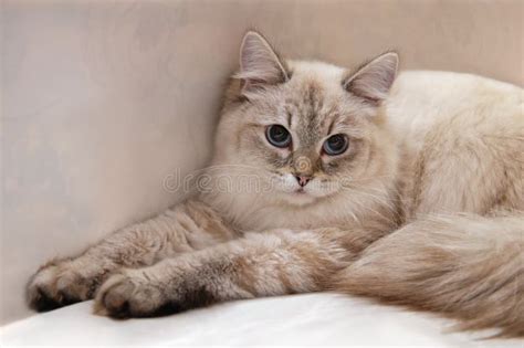 Neva Masquerade Cat or Siberian Cat Color Color Point with Blue Eyes Stock Image - Image of ...