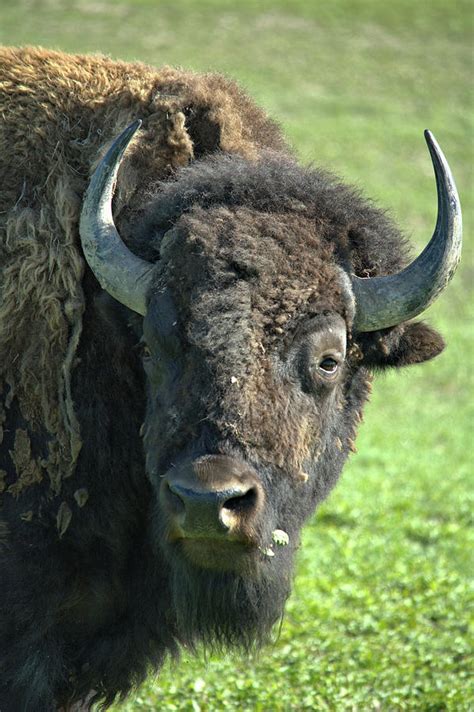 Badlands Bison Photograph by Bonfire Photography - Fine Art America