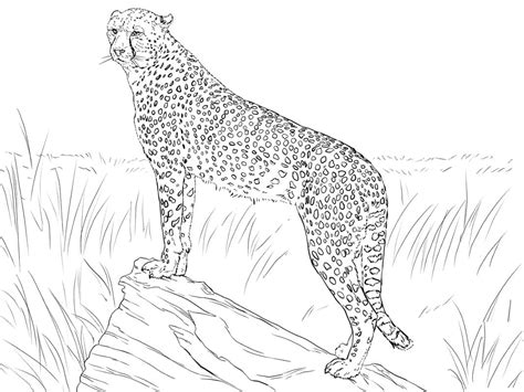 Realistic Cheetah coloring page - Download, Print or Color Online for Free