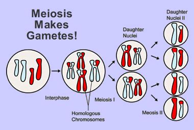 Cell Division by Meiosis - Windows to the Universe