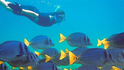 Galapagos Marine Life. Galapagos Islands underwater | by Galapagos ...