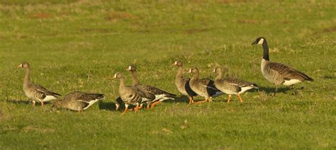 Greater White-fronted Goose | San Diego Bird Spot