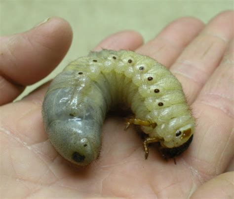 Eastern hercules beetle (larvae) | Project Noah